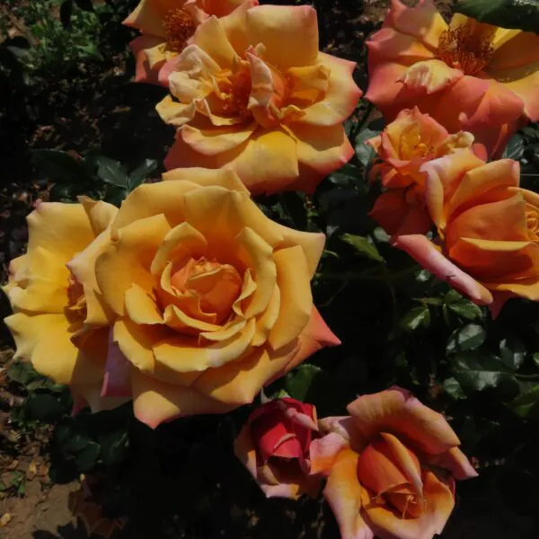 Loving_Son_Hybrid_Tea_Garden_Rose_21_37-scaled-600x600 | ЛПХ питомник роз "ГАРАНТ"